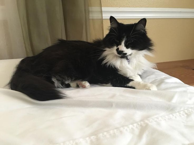 Edgewood North East cat sitter