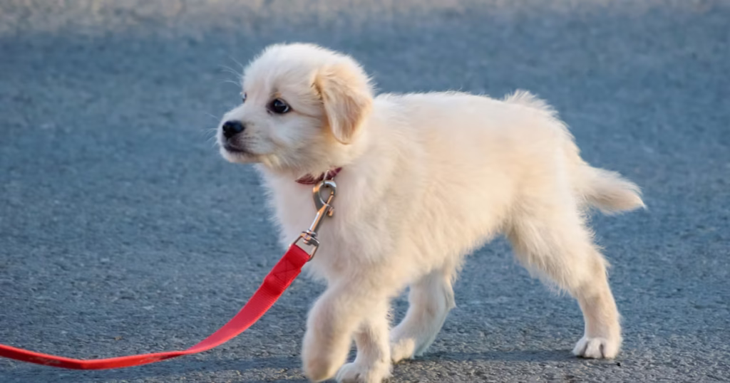 Mount Rainier MD puppy walking