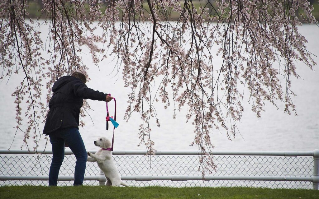 Dog Group Walks Washington DC